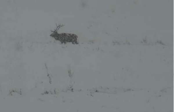 Game-cam photo of a bull elk walking through falling snow