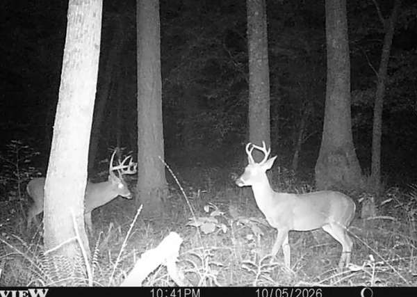 Night trail-cam photo of two whitetail bucks among pine trees